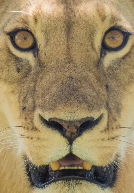 11 giorni di safari fotografico in febbraio per Birdwatching tra Tarangire, Ngorongoro e Serengeti. Oltre 300 volatili recensiti e ripresi