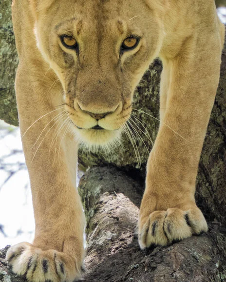 11 giorni di safari fotografico in febbraio per Birdwatching tra Tarangire, Ngorongoro e Serengeti. Oltre 300 volatili recensiti e ripresi
