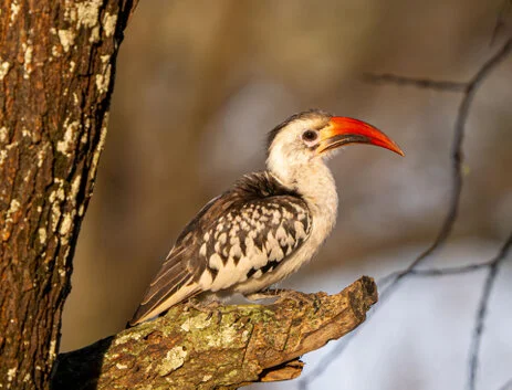 11 giorni di safari fotografico in febbraio per Birdwatching tra Tarangire, Ngorongoro e Serengeti. Oltre 300 volatili recensiti e ripresi
