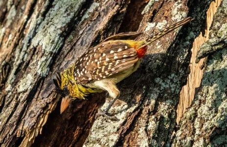 11 giorni di safari fotografico in febbraio per Birdwatching tra Tarangire, Ngorongoro e Serengeti. Oltre 300 volatili recensiti e ripresi