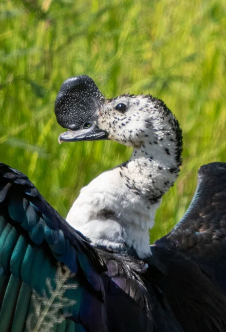 11 giorni di safari fotografico in febbraio per Birdwatching tra Tarangire, Ngorongoro e Serengeti. Oltre 300 volatili recensiti e ripresi