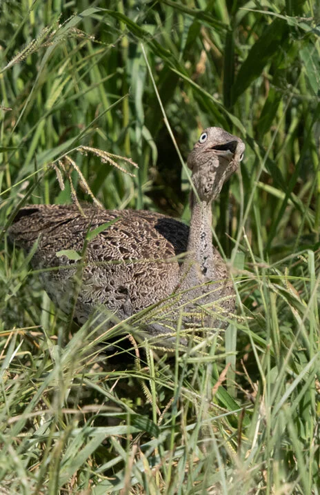 11 giorni di safari fotografico in febbraio per Birdwatching tra Tarangire, Ngorongoro e Serengeti. Oltre 300 volatili recensiti e ripresi