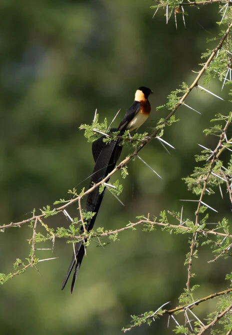 11 giorni di safari fotografico in febbraio per Birdwatching tra Tarangire, Ngorongoro e Serengeti. Oltre 300 volatili recensiti e ripresi