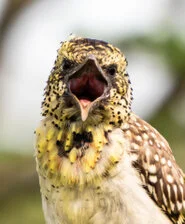 Birdwatching Safari in Serengeti