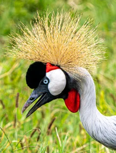 11 giorni di safari fotografico in febbraio per Birdwatching tra Tarangire, Ngorongoro e Serengeti. Oltre 300 volatili recensiti e ripresi