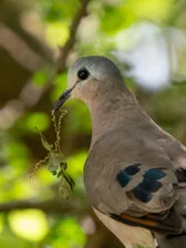 Birdwatching Safari in Serengeti