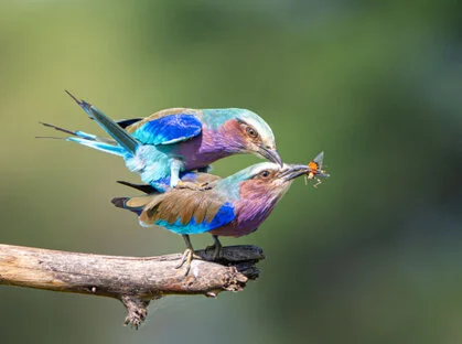 11 giorni di safari fotografico in febbraio per Birdwatching tra Tarangire, Ngorongoro e Serengeti. Oltre 300 volatili recensiti e ripresi