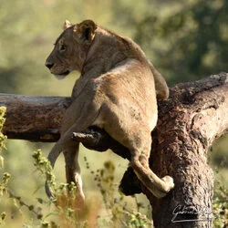 Un safari fotografico per vivere la stagione delle nascite della grande migrazione nel sud serengeti in Tanzania. Combinato con Tarangire e Ngorongoro