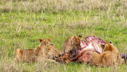 Un safari fotografico per vivere la stagione delle nascite della grande migrazione nel sud serengeti in Tanzania. Combinato con Tarangire e Ngorongoro