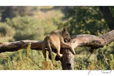 Un safari fotografico per vivere la stagione delle nascite della grande migrazione nel sud serengeti in Tanzania. Combinato con Tarangire e Ngorongoro
