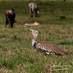 Un safari fotografico per vivere la stagione delle nascite della grande migrazione nel sud serengeti in Tanzania. Combinato con Tarangire e Ngorongoro