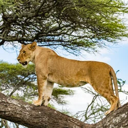 Un safari fotografico per vivere la stagione delle nascite della grande migrazione nel sud serengeti in Tanzania. Combinato con Tarangire e Ngorongoro
