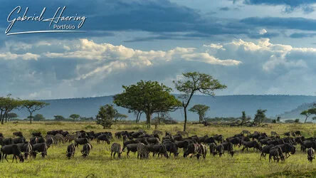 Un safari fotografico per vivere la stagione delle nascite della grande migrazione nel sud serengeti in Tanzania. Combinato con Tarangire e Ngorongoro
