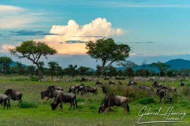 Un safari fotografico per vivere la stagione delle nascite della grande migrazione nel sud serengeti in Tanzania. Combinato con Tarangire e Ngorongoro