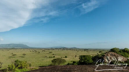 Un safari fotografico per vivere la stagione delle nascite della grande migrazione nel sud serengeti in Tanzania. Combinato con Tarangire e Ngorongoro