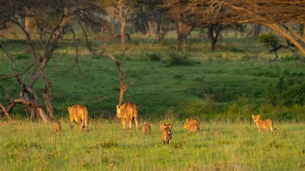 Un safari fotografico per vivere la stagione delle nascite della grande migrazione nel sud serengeti in Tanzania. Combinato con Tarangire e Ngorongoro