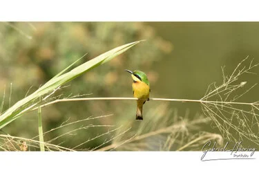 Un safari fotografico per vivere la stagione delle nascite della grande migrazione nel sud serengeti in Tanzania. Combinato con Tarangire e Ngorongoro