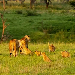 Un safari fotografico per vivere la stagione delle nascite della grande migrazione nel sud serengeti in Tanzania. Combinato con Tarangire e Ngorongoro