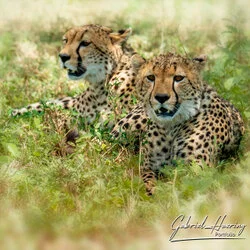 Un safari fotografico per vivere la stagione delle nascite della grande migrazione nel sud serengeti in Tanzania. Combinato con Tarangire e Ngorongoro