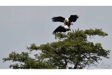 Un safari fotografico per vivere la stagione delle nascite della grande migrazione nel sud serengeti in Tanzania. Combinato con Tarangire e Ngorongoro