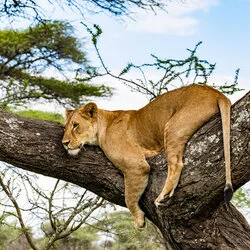 Un safari fotografico per vivere la stagione delle nascite della grande migrazione nel sud serengeti in Tanzania. Combinato con Tarangire e Ngorongoro