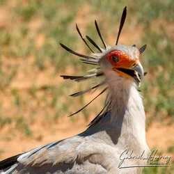 Un safari fotografico per vivere la stagione delle nascite della grande migrazione nel sud serengeti in Tanzania. Combinato con Tarangire e Ngorongoro