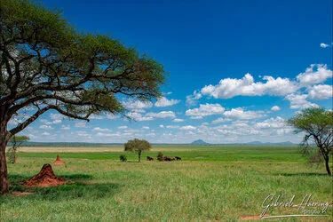 Un safari fotografico per vivere la stagione delle nascite della grande migrazione nel sud serengeti in Tanzania. Combinato con Tarangire e Ngorongoro