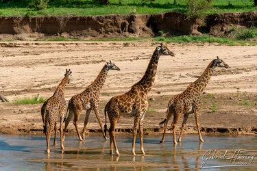 Un safari fotografico per vivere la stagione delle nascite della grande migrazione nel sud serengeti in Tanzania. Combinato con Tarangire e Ngorongoro