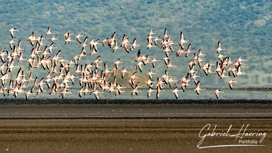 Il Lago Natron. Luogo unico per la presenza dei flamingo rosa presenti in grandissimo numero. Passeggiate a piedi lungo la rift vallei completano la visita. Queste fotografie sono un riassuno di poche specie sulle oltre 500 presenti e visionabili durante un safari fotografico in Tanzania