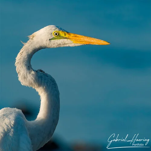 Il Lago Natron. Luogo unico per la presenza dei flamingo rosa presenti in grandissimo numero. Passeggiate a piedi lungo la rift vallei completano la visita. Queste fotografie sono un riassuno di poche specie sulle oltre 500 presenti e visionabili durante un safari fotografico in Tanzania