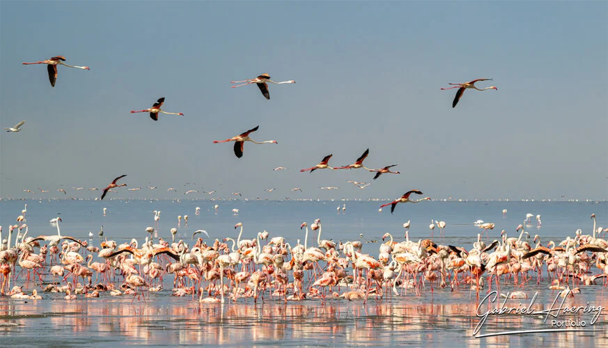 Il Lago Natron. Luogo unico per la presenza dei flamingo rosa presenti in grandissimo numero. Passeggiate a piedi lungo la rift vallei completano la visita. Queste fotografie sono un riassuno di poche specie sulle oltre 500 presenti e visionabili durante un safari fotografico in Tanzania