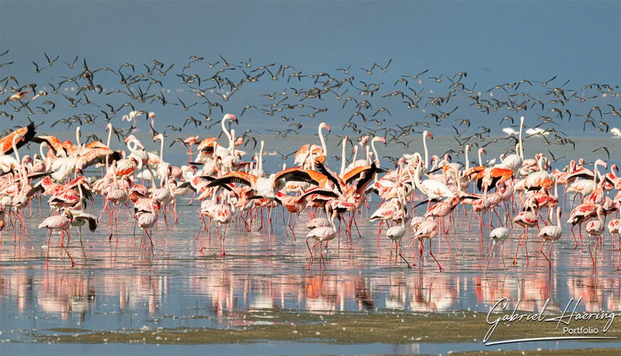 Il Lago Natron. Luogo unico per la presenza dei flamingo rosa presenti in grandissimo numero. Passeggiate a piedi lungo la rift vallei completano la visita. Queste fotografie sono un riassuno di poche specie sulle oltre 500 presenti e visionabili durante un safari fotografico in Tanzania