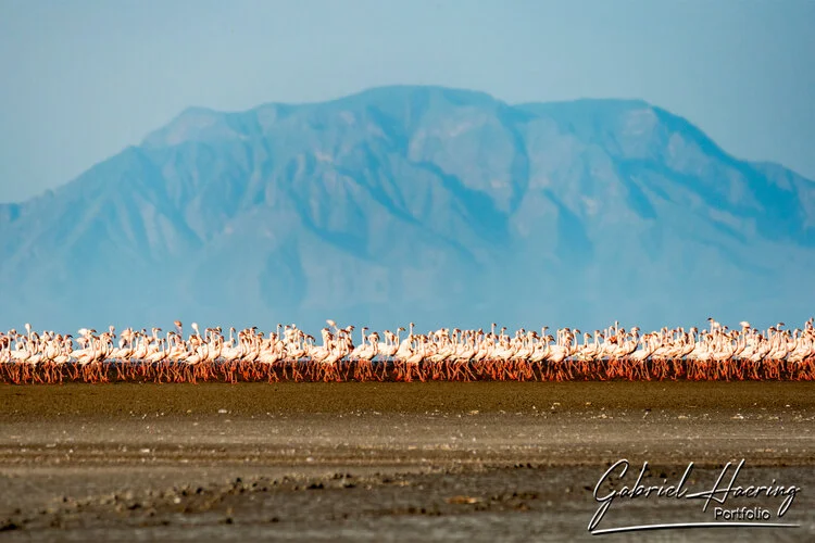 Il Lago Natron. Luogo unico per la presenza dei flamingo rosa presenti in grandissimo numero. Passeggiate a piedi lungo la rift vallei completano la visita. Queste fotografie sono un riassuno di poche specie sulle oltre 500 presenti e visionabili durante un safari fotografico in Tanzania
