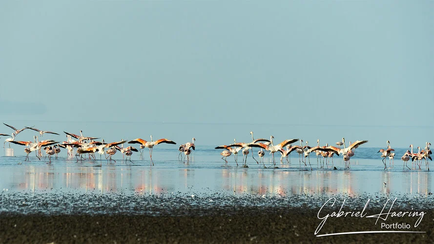 Il Lago Natron. Luogo unico per la presenza dei flamingo rosa presenti in grandissimo numero. Passeggiate a piedi lungo la rift vallei completano la visita. Queste fotografie sono un riassuno di poche specie sulle oltre 500 presenti e visionabili durante un safari fotografico in Tanzania