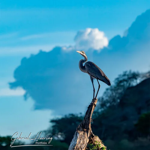 Il parco nazionale di Mkomazi é un gioiello poco conosciuto che vale la pena visitare per il grande numero di avifauna, oltre ad elefanti e rinoceronti neri. Queste fotografie sono un riassuno di poche specie sulle oltre 300 presenti e visionabili durante un safari fotografico in Tanzania