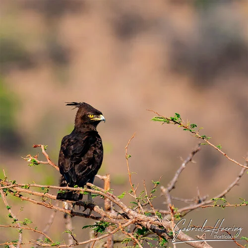 Il parco nazionale di Mkomazi é un gioiello poco conosciuto che vale la pena visitare per il grande numero di avifauna, oltre ad elefanti e rinoceronti neri. Queste fotografie sono un riassuno di poche specie sulle oltre 300 presenti e visionabili durante un safari fotografico in Tanzania