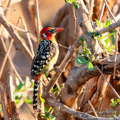 Il parco nazionale di Mkomazi é un gioiello poco conosciuto che vale la pena visitare per il grande numero di avifauna, oltre ad elefanti e rinoceronti neri. Queste fotografie sono un riassuno di poche specie sulle oltre 300 presenti e visionabili durante un safari fotografico in Tanzania