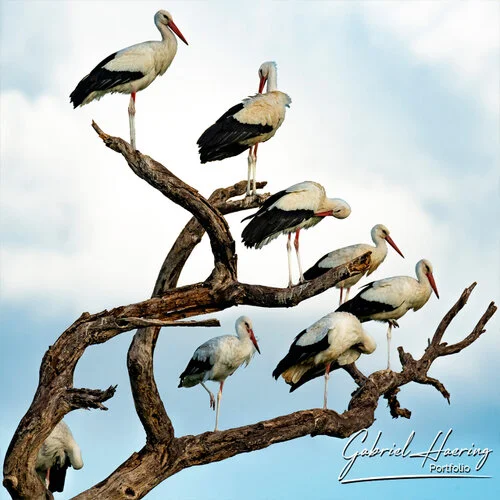 Il parco nazionale di Tarangire  é un gioiello trascurato per altri parchi. Vale la pena visitare per il grande numero di avifauna, oltre ad elefanti e predatore. Queste fotografie sono un riassuno di poche specie sulle oltre 400 presenti e visionabili durante un safari fotografico in Tanzania