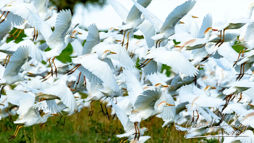 Il parco nazionale di Tarangire  é un gioiello trascurato per altri parchi. Vale la pena visitare per il grande numero di avifauna, oltre ad elefanti e predatore. Queste fotografie sono un riassuno di poche specie sulle oltre 400 presenti e visionabili durante un safari fotografico in Tanzania