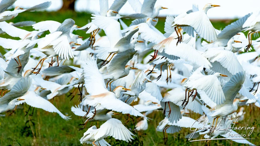 Il parco nazionale di Tarangire  é un gioiello trascurato per altri parchi. Vale la pena visitare per il grande numero di avifauna, oltre ad elefanti e predatore. Queste fotografie sono un riassuno di poche specie sulle oltre 400 presenti e visionabili durante un safari fotografico in Tanzania