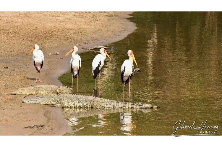 Il Serengeti non solo é conosciuto per la grande migrazione ma anche per la varietà di avifauna. Questo fotografie sono un riassuno di poche specie sulle oltre 500 presenti e visionabili durante un safari fotografico in Tanzania