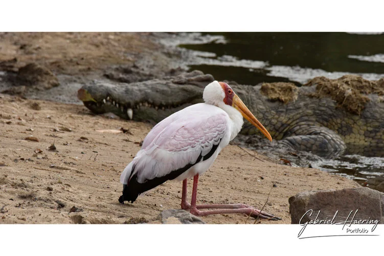 Il Serengeti non solo é conosciuto per la grande migrazione ma anche per la varietà di avifauna. Questo fotografie sono un riassuno di poche specie sulle oltre 500 presenti e visionabili durante un safari fotografico in Tanzania