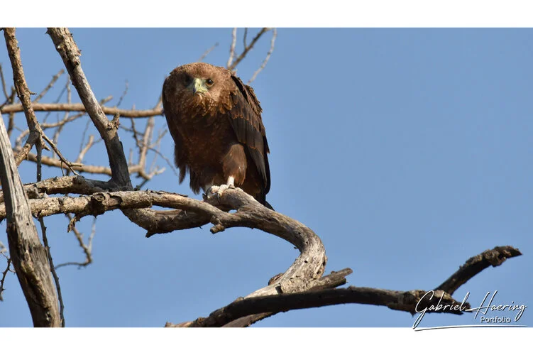 Il Serengeti non solo é conosciuto per la grande migrazione ma anche per la varietà di avifauna. Questo fotografie sono un riassuno di poche specie sulle oltre 500 presenti e visionabili durante un safari fotografico in Tanzania